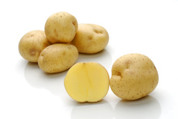 Opal – Cartofi de sămânță – Solana România