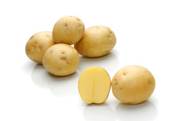 Satina – Cartofi de sămânță – Solana România