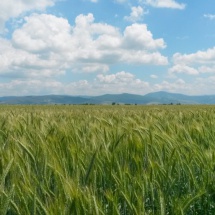 Triticale_Transilcom